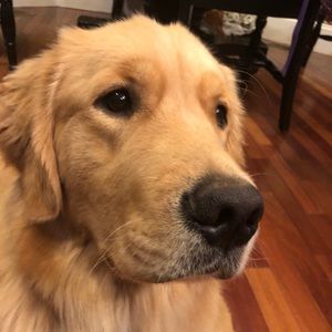 Meet your Posher, Ella